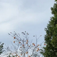 画像335