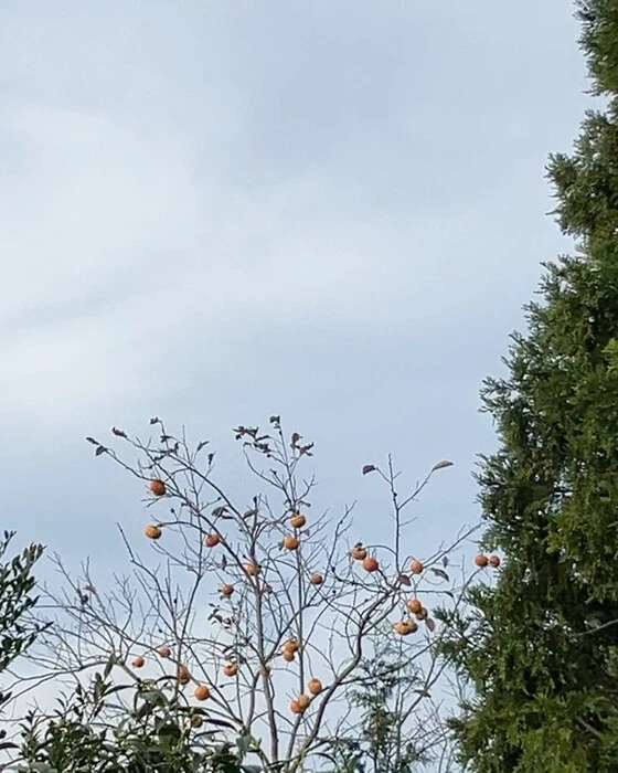 画像335